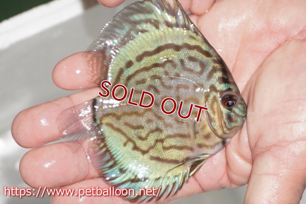 画像2: 【ディスカス】【通販】【今年最終入荷かも】オールドジャックワットレーセルーリア【個体販売】10-11cm（生体）【坂の極み　京の匠 直系 大阪筋】 (2)