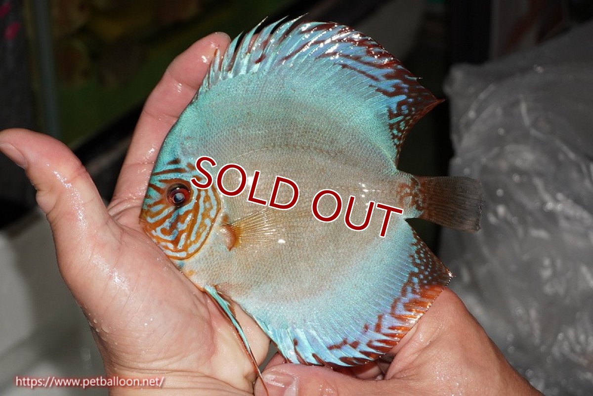 画像2: 【ディスカス】【通販】【国産ブリード】コバルトブルーターコイズ（トラディショナル）【個体販売】13-14cm（生体）【越中の雄 作出】 (2)