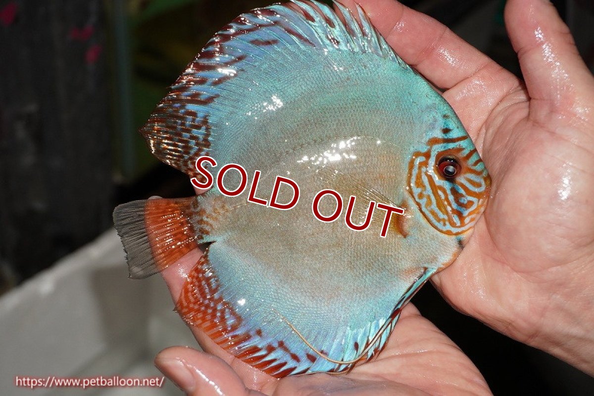 画像3: 【ディスカス】【通販】【国産ブリード】コバルトブルーターコイズ（トラディショナル）【個体販売】13-14cm（生体）【越中の雄 作出】 (3)