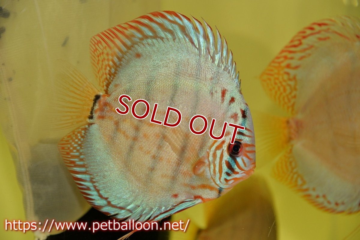 画像2: 【ディスカス】【ディスカス】【通販】【国産ブリード】コバルトブルーターコイズ（トラディショナル）【個体販売】13-14cm（生体）【越中の雄 作出】 (2)