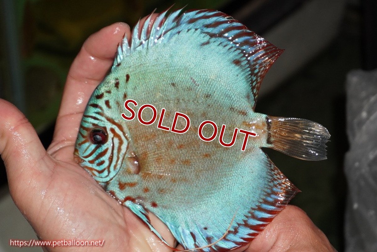 画像3: 【ディスカス】【ディスカス】【通販】【国産ブリード】コバルトブルーターコイズ（トラディショナル）【個体販売】13-14cm（生体）【越中の雄 作出】 (3)