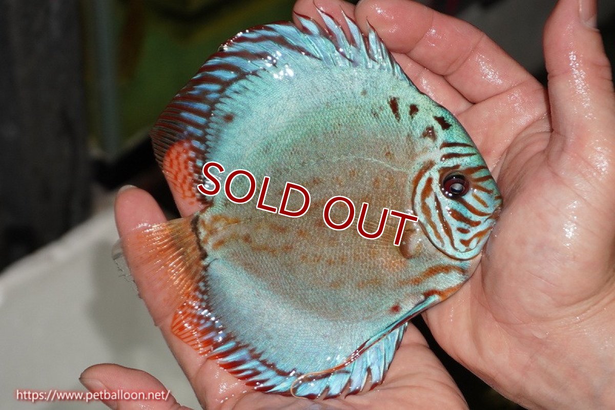 画像4: 【ディスカス】【ディスカス】【通販】【国産ブリード】コバルトブルーターコイズ（トラディショナル）【個体販売】13-14cm（生体）【越中の雄 作出】 (4)