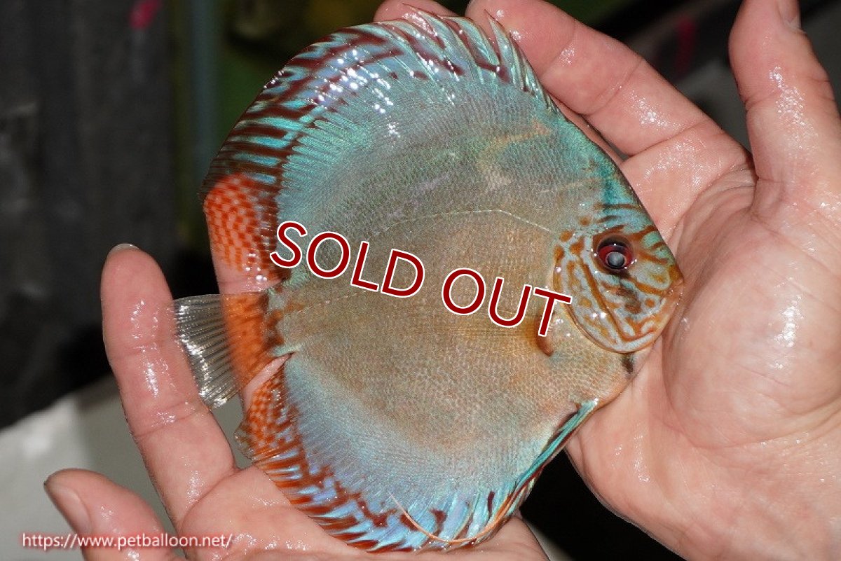 画像2: 【ディスカス】【通販】【国産ブリード】コバルトブルーターコイズ（トラディショナル）【個体販売】13-14cm（生体）【越中の雄 作出】 (2)