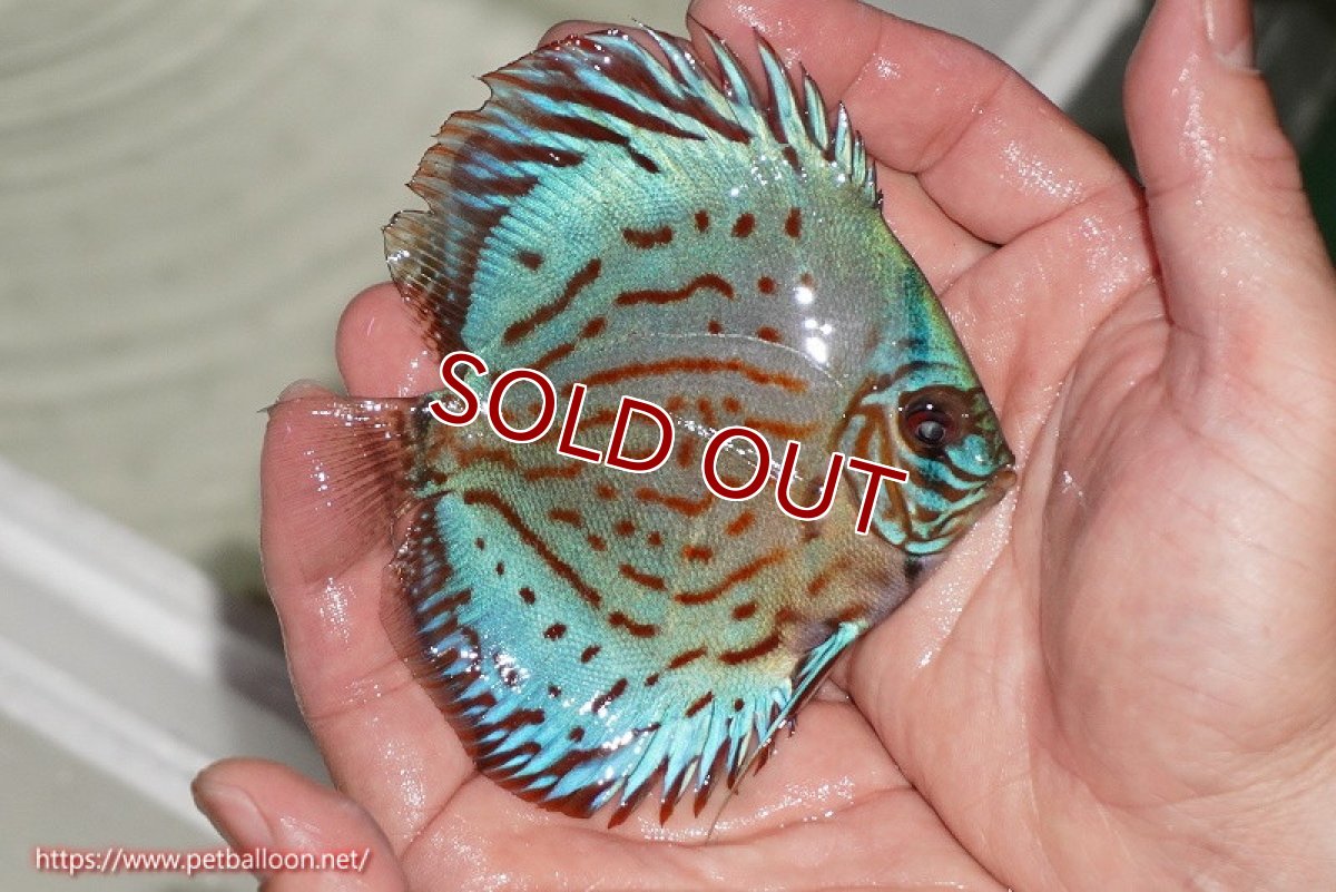 画像2: 【ディスカス】【通販】【国産ブリード】コバルトブルーターコイズ（トラディショナル）【個体販売】10cm（生体）【越中の雄 作出】 (2)