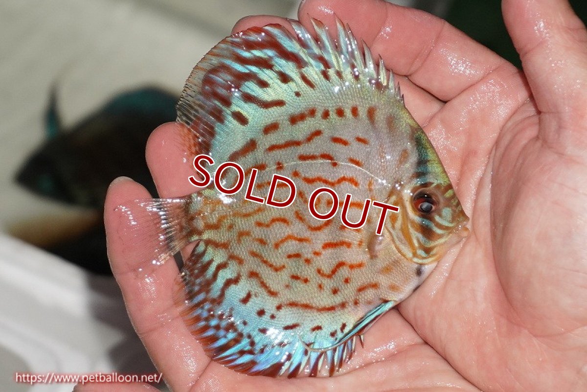 画像2: 【ディスカス】【通販】【国産ブリード】コバルトブルーターコイズ（トラディショナル）【個体販売】10cm（生体）【越中の雄 作出】 (2)