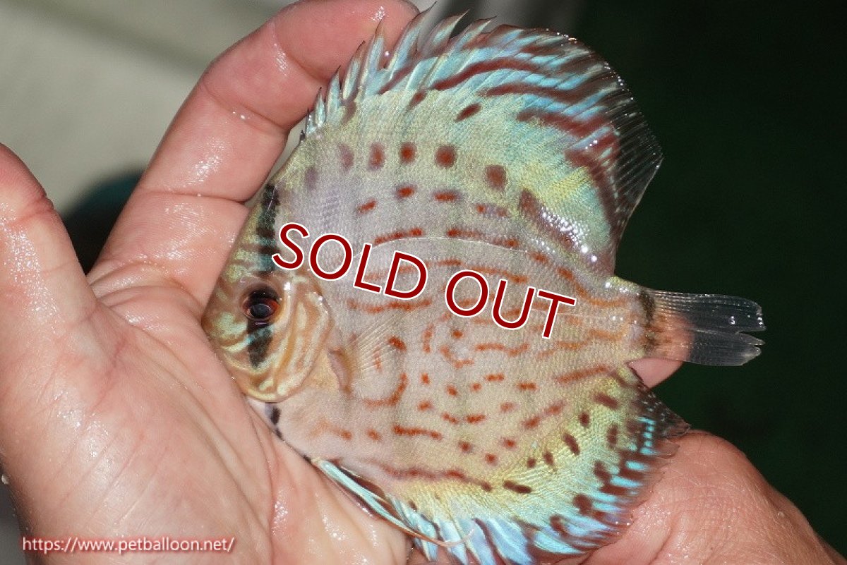 画像2: 【ディスカス】【通販】【国産ブリード】コバルトブルーターコイズ（トラディショナル）【個体販売】10cm（生体）【越中の雄 作出】 (2)