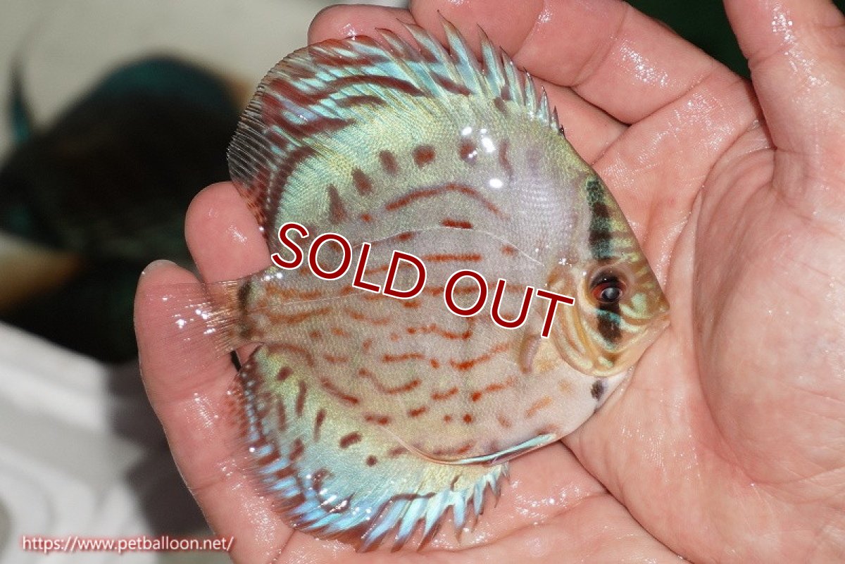 画像3: 【ディスカス】【通販】【国産ブリード】コバルトブルーターコイズ（トラディショナル）【個体販売】10cm（生体）【越中の雄 作出】 (3)