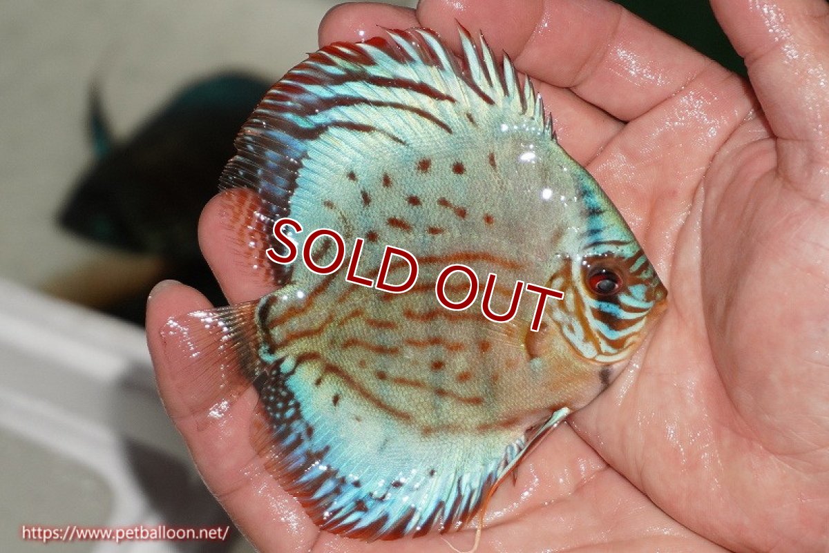 画像2: 【ディスカス】【通販】【国産ブリード】コバルトブルーターコイズ（トラディショナル）【個体販売】10cm（生体）【越中の雄 作出】 (2)