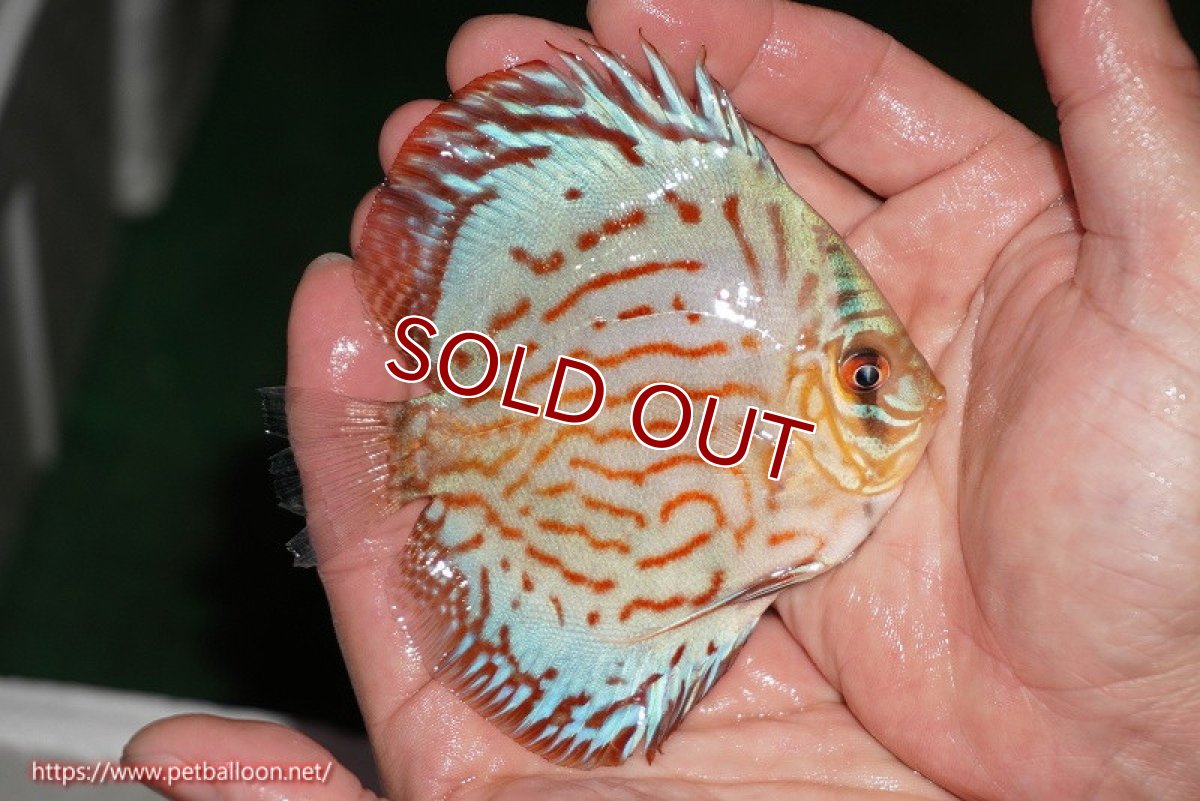 画像2: 【ディスカス】【通販】【国産ブリード】コバルトブルーターコイズ（トラディショナル）【個体販売】8-9cm（生体）【越中の雄 作出】 (2)