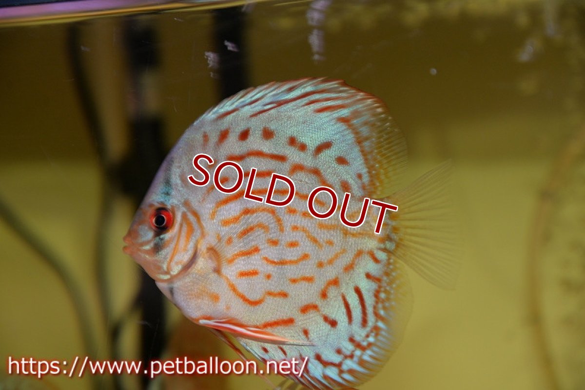 画像2: 【ディスカス】【通販】【国産ブリード】コバルトブルーターコイズ（トラディショナル）【個体販売】8-9cm（生体）【越中の雄 作出】 (2)