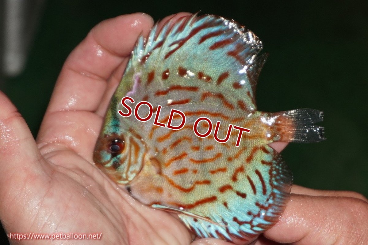 画像3: 【ディスカス】【通販】【国産ブリード】コバルトブルーターコイズ（トラディショナル）【個体販売】8-9cm（生体）【越中の雄 作出】 (3)