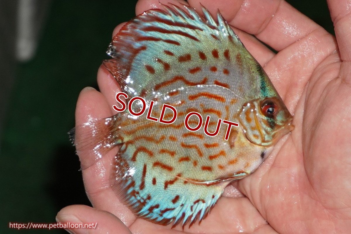 画像4: 【ディスカス】【通販】【国産ブリード】コバルトブルーターコイズ（トラディショナル）【個体販売】8-9cm（生体）【越中の雄 作出】 (4)