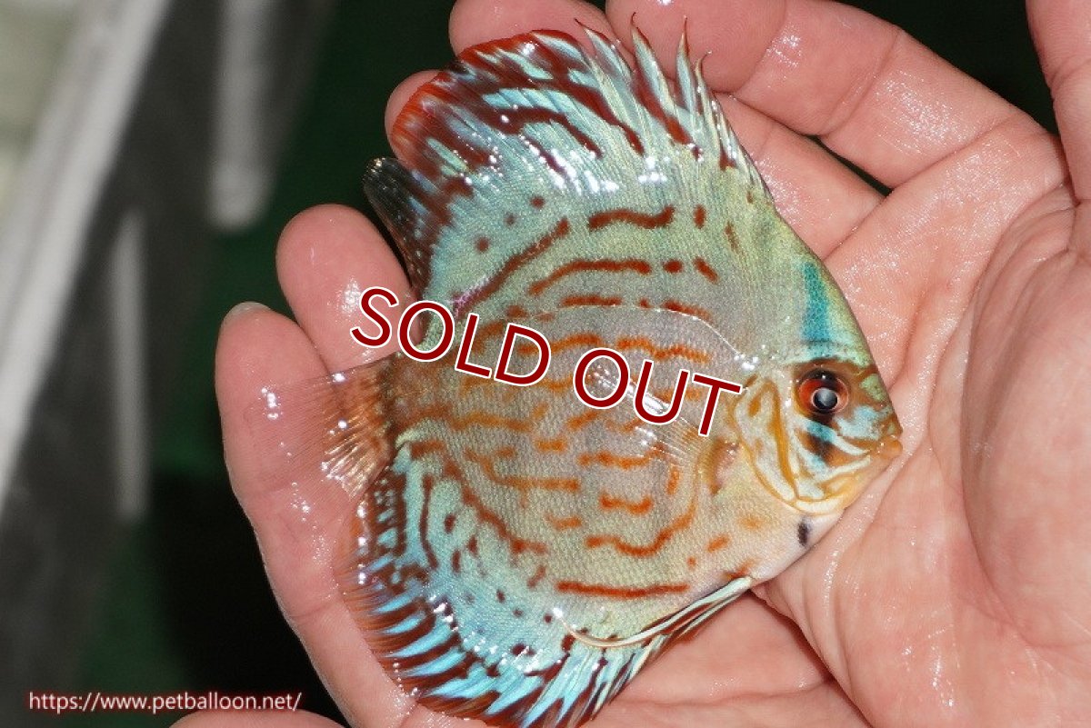 画像2: 【ディスカス】【通販】【国産ブリード】コバルトブルーターコイズ（トラディショナル）【個体販売】8-9cm（生体）【越中の雄 作出】 (2)