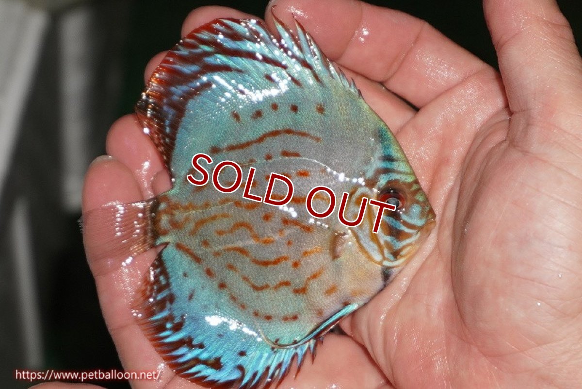 画像2: 【ディスカス】【通販】【国産ブリード】コバルトブルーターコイズ（トラディショナル）【個体販売】8-9cm（生体）【越中の雄 作出】 (2)