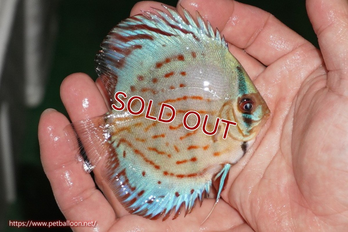 画像2: 【ディスカス】【通販】【国産ブリード】コバルトブルーターコイズ（トラディショナル）【個体販売】8-9cm（生体）【越中の雄 作出】 (2)