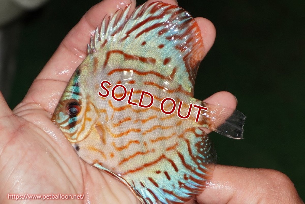 画像2: 【ディスカス】【通販】【国産ブリード】コバルトブルーターコイズ（トラディショナル）【個体販売】8-9cm（生体）【越中の雄 作出】 (2)