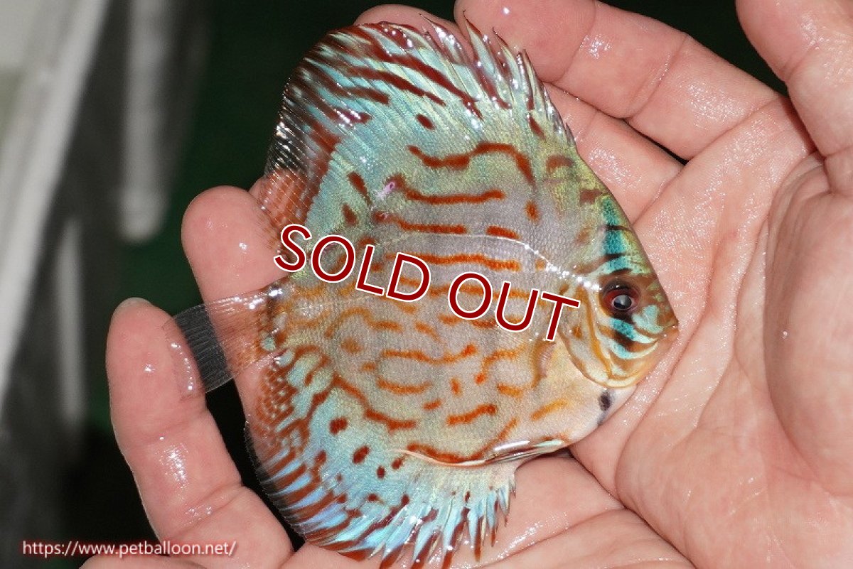 画像3: 【ディスカス】【通販】【国産ブリード】コバルトブルーターコイズ（トラディショナル）【個体販売】8-9cm（生体）【越中の雄 作出】 (3)