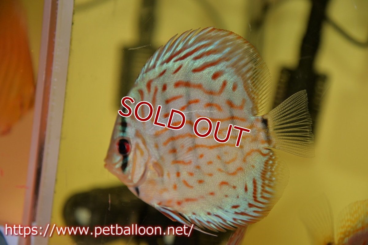 画像2: 【ディスカス】【通販】【国産ブリード】コバルトブルーターコイズ（トラディショナル）【個体販売】8-9cm（生体）【越中の雄 作出】 (2)