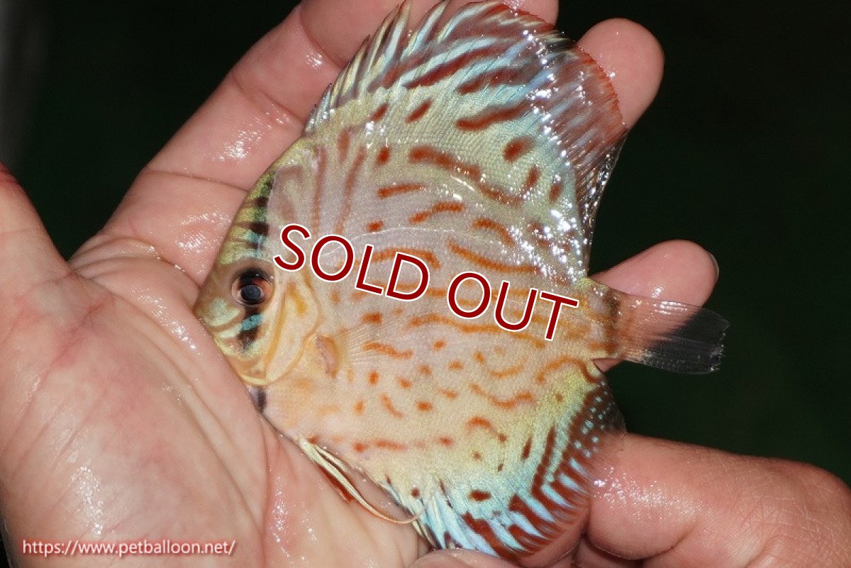 画像3: 【ディスカス】【通販】【国産ブリード】コバルトブルーターコイズ（トラディショナル）【個体販売】8-9cm（生体）【越中の雄 作出】 (3)