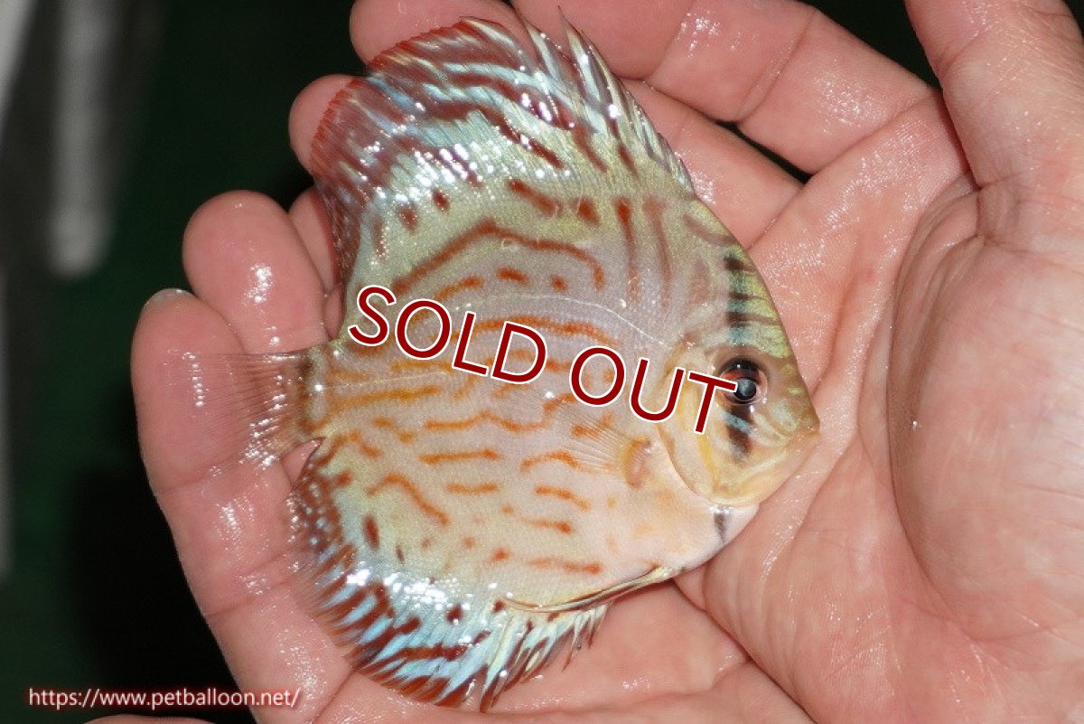 画像4: 【ディスカス】【通販】【国産ブリード】コバルトブルーターコイズ（トラディショナル）【個体販売】8-9cm（生体）【越中の雄 作出】 (4)