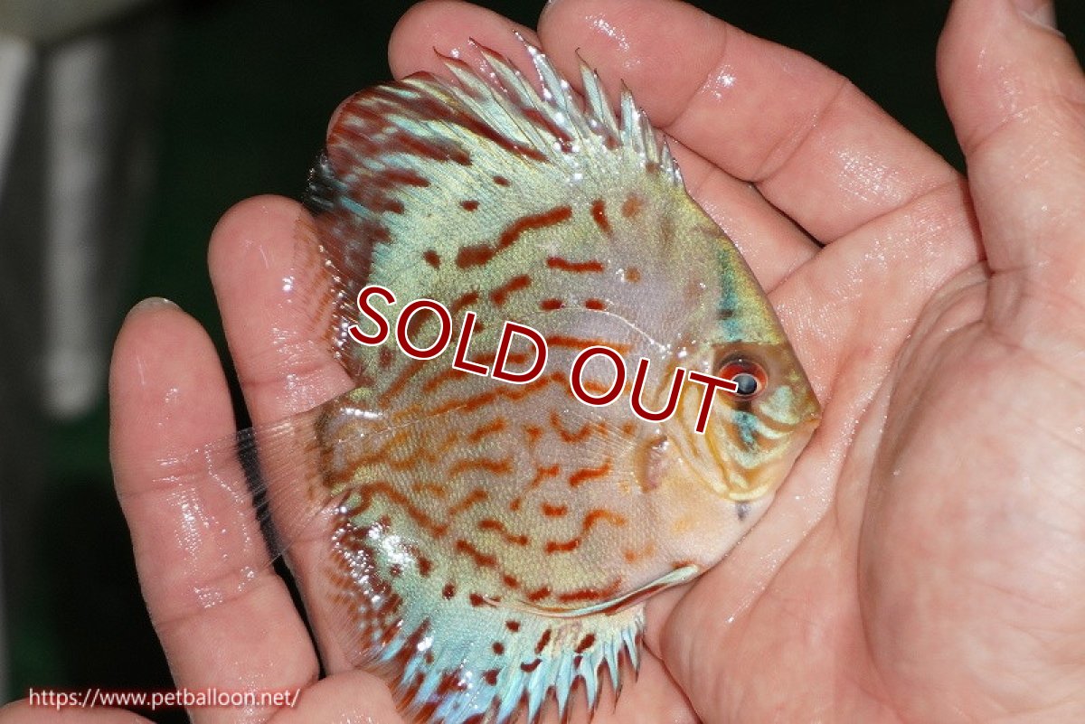 画像2: 【ディスカス】【通販】【国産ブリード】コバルトブルーターコイズ（トラディショナル）【個体販売】8-9cm（生体）【越中の雄 作出】 (2)