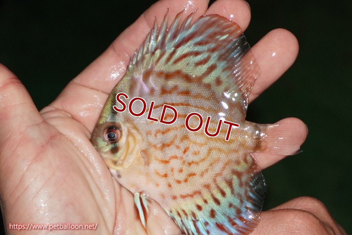 画像2: 【ディスカス】【通販】【国産ブリード】コバルトブルーターコイズ（トラディショナル）【個体販売】8-9cm（生体）【越中の雄 作出】 (2)