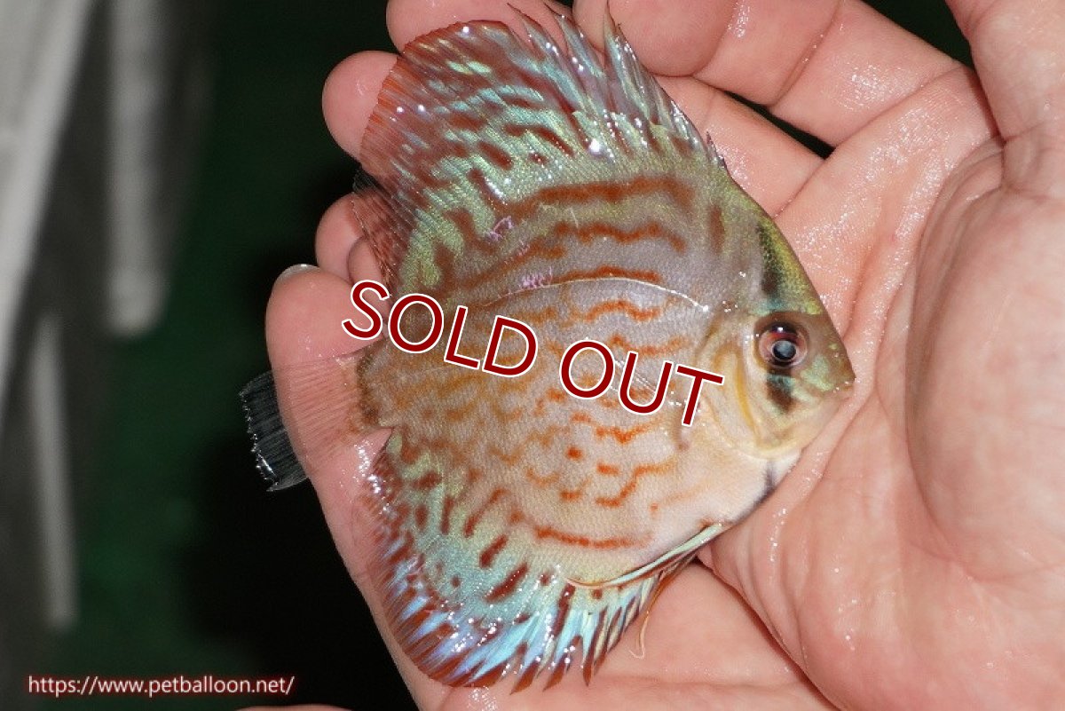 画像3: 【ディスカス】【通販】【国産ブリード】コバルトブルーターコイズ（トラディショナル）【個体販売】8-9cm（生体）【越中の雄 作出】 (3)