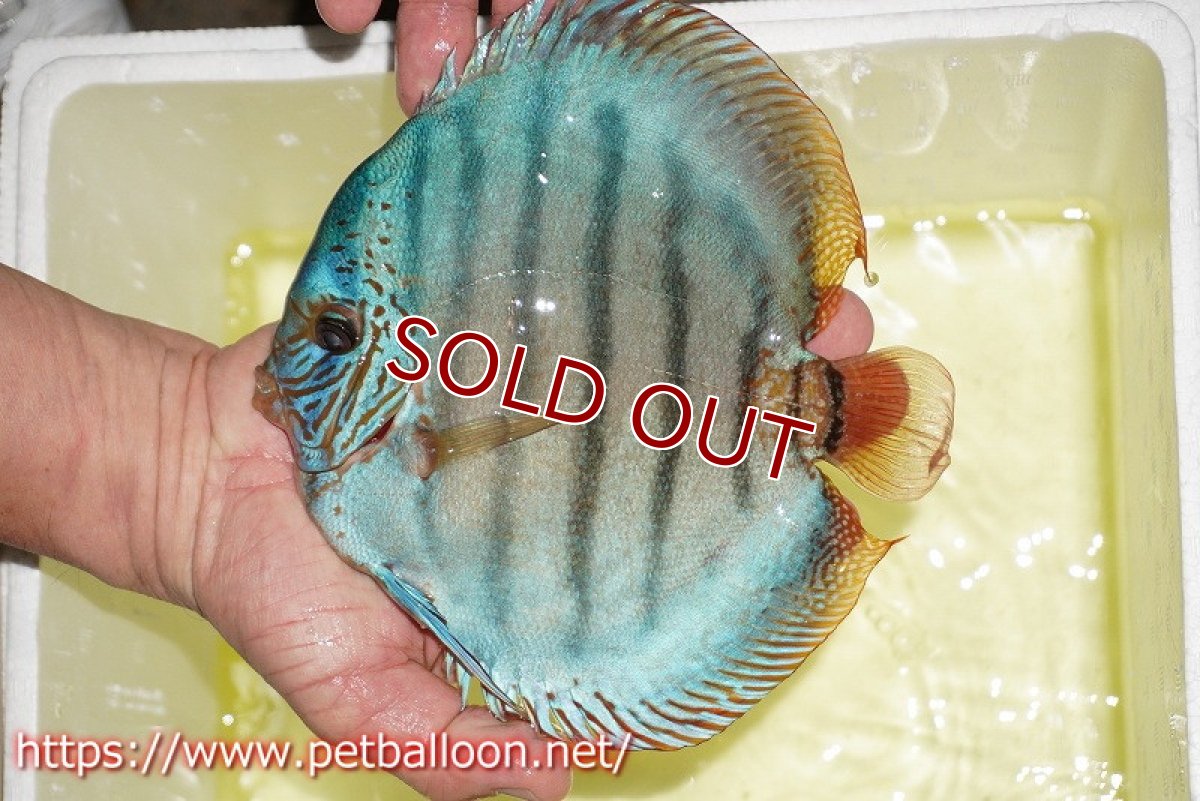 画像2: 【ディスカス】【通販】【激レア コンテストクラス】ジャイアントサクラコバルト（ハイフォーム）【個体販売】18-19cm（生体）マレーシア　KLディスカスファーム (2)