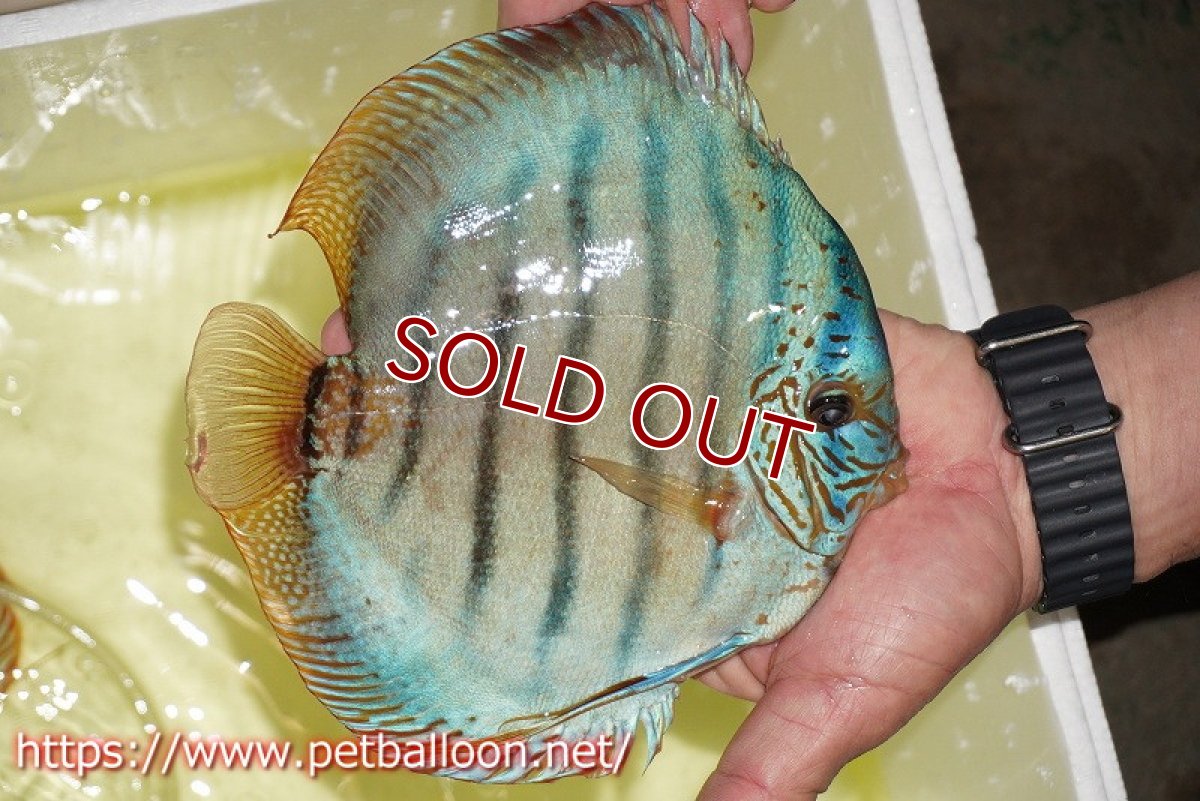 画像3: 【ディスカス】【通販】【激レア コンテストクラス】ジャイアントサクラコバルト（ハイフォーム）【個体販売】18-19cm（生体）マレーシア　KLディスカスファーム (3)