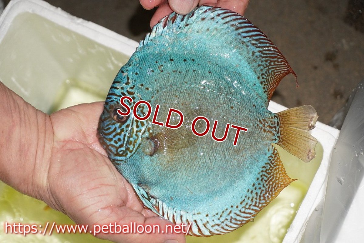 画像2: 【ディスカス】【通販】【産卵孵化経験あり】【ブリーディングストック個体】バイパーコバルト（ハイフォーム）【個体ペア販売】15-17cm（生体）マレーシア　KLディスカスファーム (2)