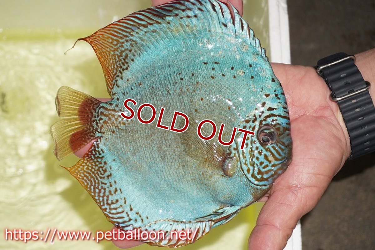 画像3: 【ディスカス】【通販】【産卵孵化経験あり】【ブリーディングストック個体】バイパーコバルト（ハイフォーム）【個体ペア販売】15-17cm（生体）マレーシア　KLディスカスファーム (3)