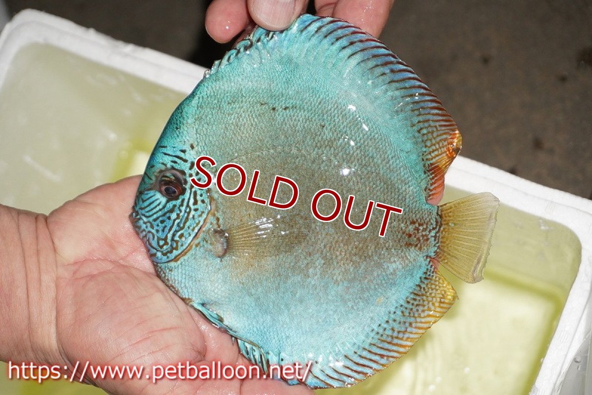 画像4: 【ディスカス】【通販】【産卵孵化経験あり】【ブリーディングストック個体】バイパーコバルト（ハイフォーム）【個体ペア販売】15-17cm（生体）マレーシア　KLディスカスファーム (4)