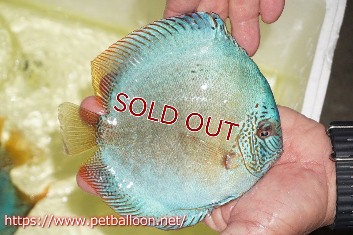 画像5: 【ディスカス】【通販】【産卵孵化経験あり】【ブリーディングストック個体】バイパーコバルト（ハイフォーム）【個体ペア販売】15-17cm（生体）マレーシア　KLディスカスファーム (5)