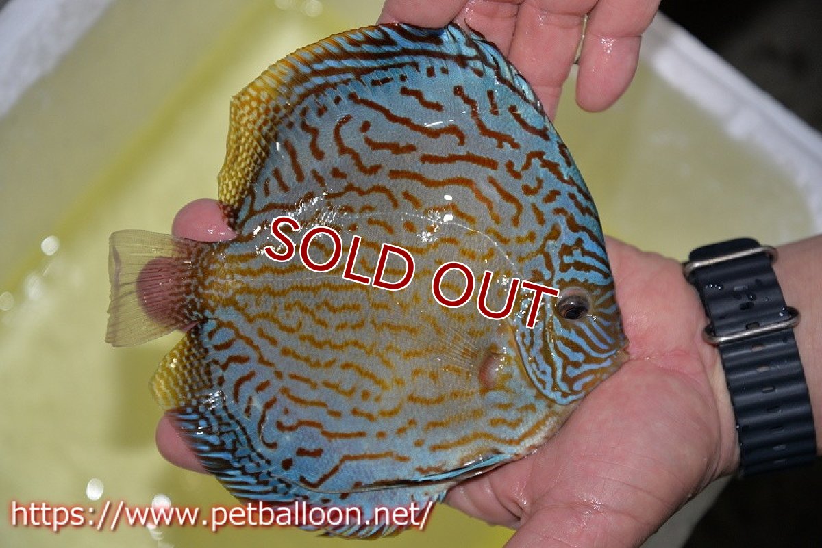 画像2: 【ディスカス】【通販】ジャイアントロイヤルブリリアント（ハイフォーム）【個体販売】17-18cm（生体）マレーシア　NAディスカスファーム (2)