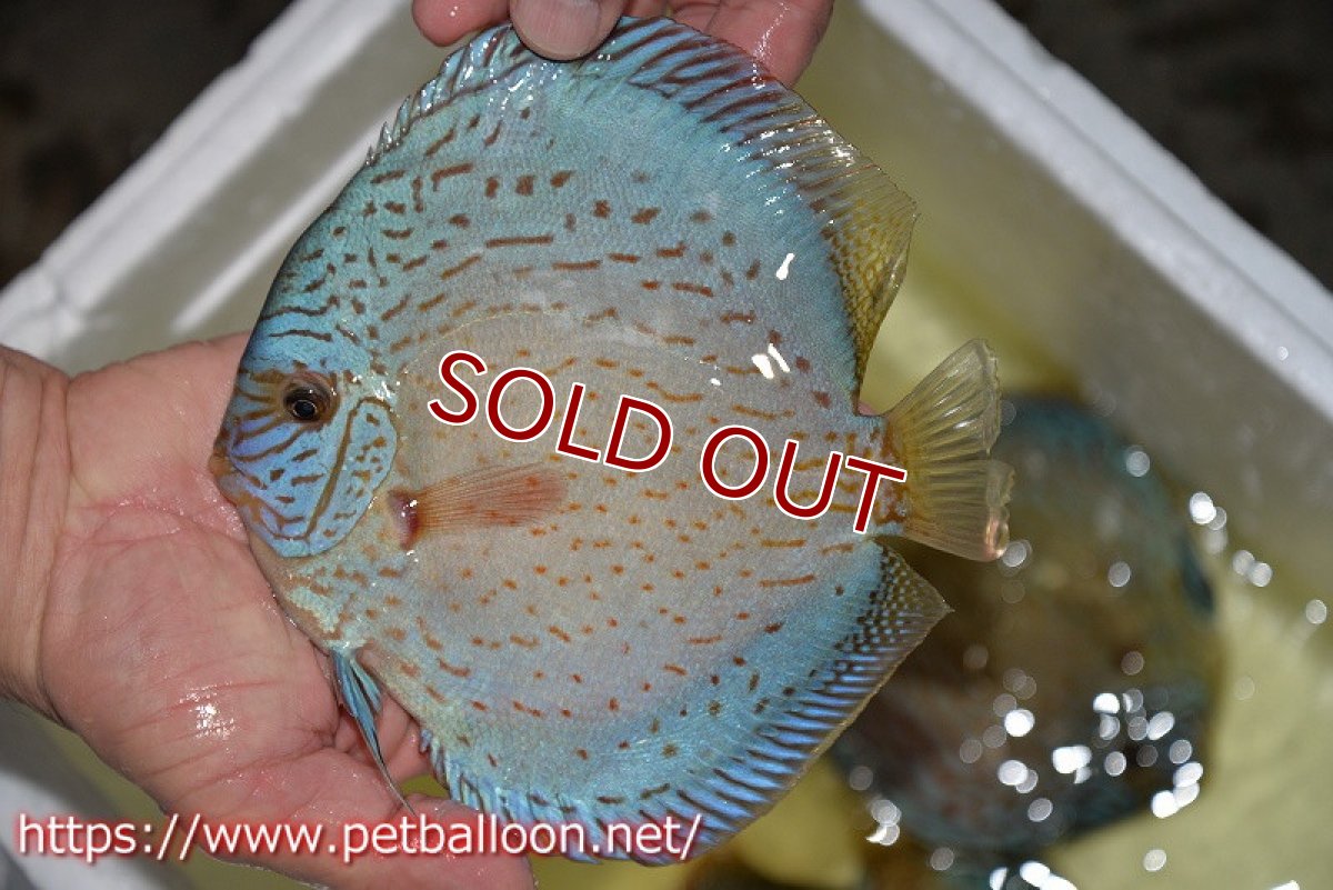 画像2: 【ディスカス】【通販】ジャイアントロイヤルブリリアント（ハイフォーム）【個体販売】17-18cm（生体）マレーシア　NAディスカスファーム (2)