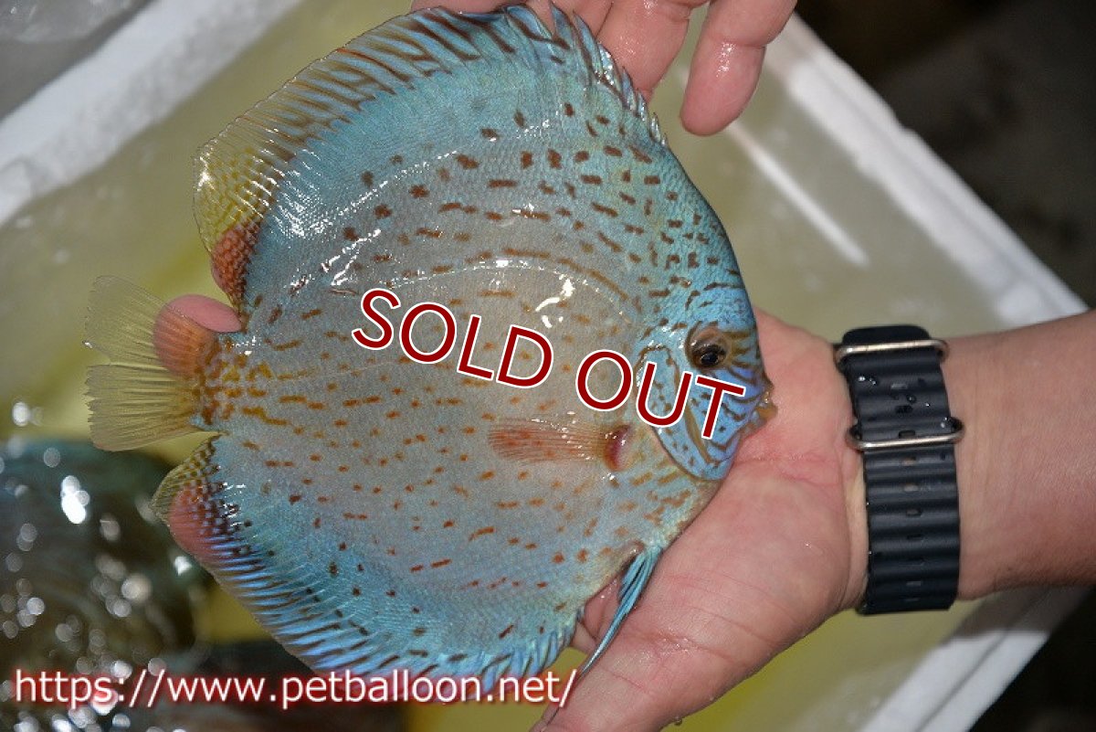 画像3: 【ディスカス】【通販】ジャイアントロイヤルブリリアント（ハイフォーム）【個体販売】17-18cm（生体）マレーシア　NAディスカスファーム (3)