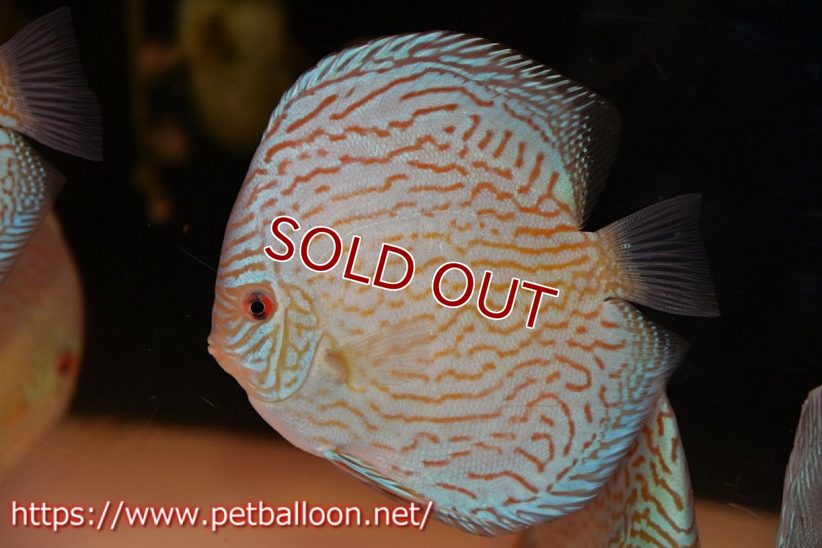 画像2: 【ディスカス】【通販】ジャイアントロイヤルブリリアント（ハイフォーム）【個体販売】17-18cm（生体）マレーシア　NAディスカスファーム (2)