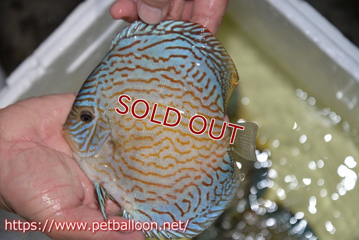 画像3: 【ディスカス】【通販】ジャイアントロイヤルブリリアント（ハイフォーム）【個体販売】17-18cm（生体）マレーシア　NAディスカスファーム (3)