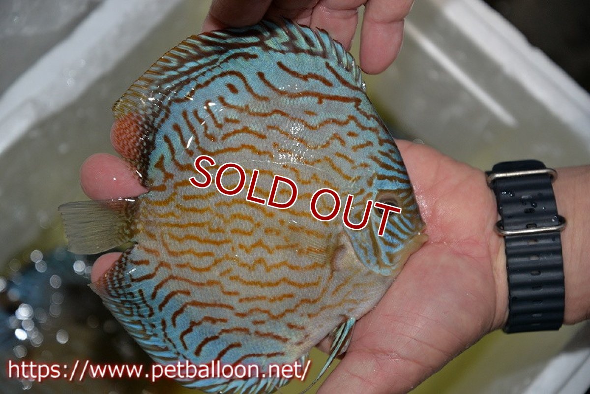 画像4: 【ディスカス】【通販】ジャイアントロイヤルブリリアント（ハイフォーム）【個体販売】17-18cm（生体）マレーシア　NAディスカスファーム (4)