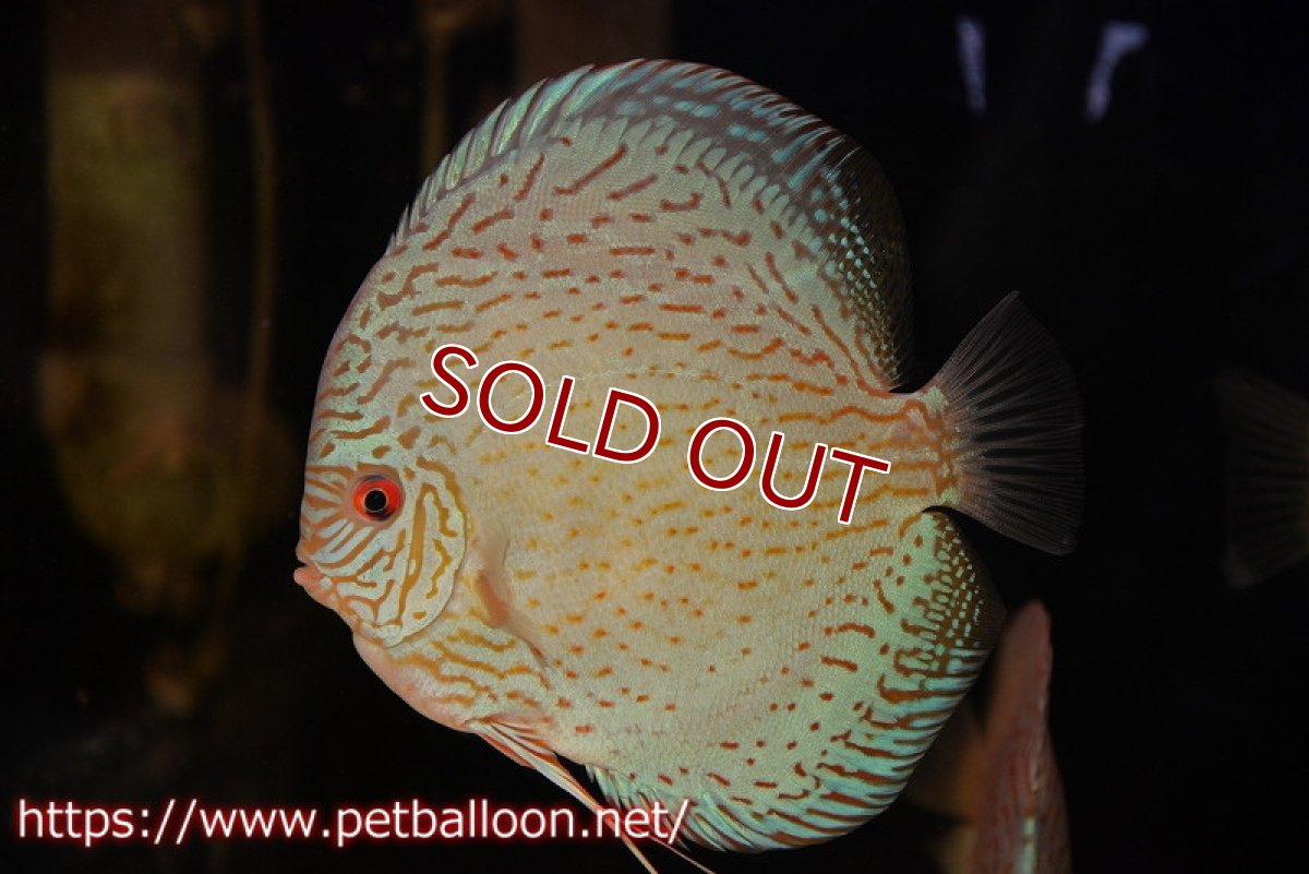 画像2: 【ディスカス】【通販】ジャイアントロイヤルブリリアント（ハイフォーム）【個体販売】17-18cm（生体）マレーシア　NAディスカスファーム (2)