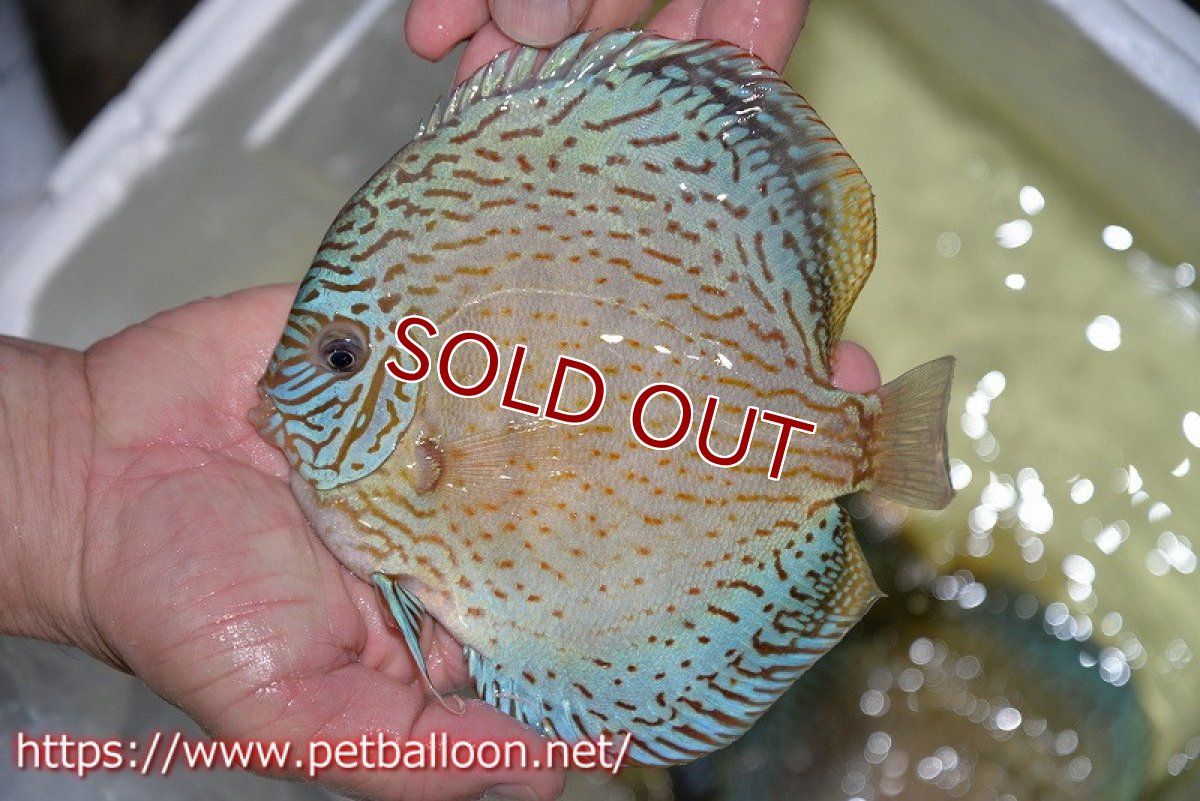 画像3: 【ディスカス】【通販】ジャイアントロイヤルブリリアント（ハイフォーム）【個体販売】17-18cm（生体）マレーシア　NAディスカスファーム (3)