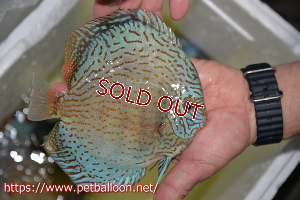 画像4: 【ディスカス】【通販】ジャイアントロイヤルブリリアント（ハイフォーム）【個体販売】17-18cm（生体）マレーシア　NAディスカスファーム (4)