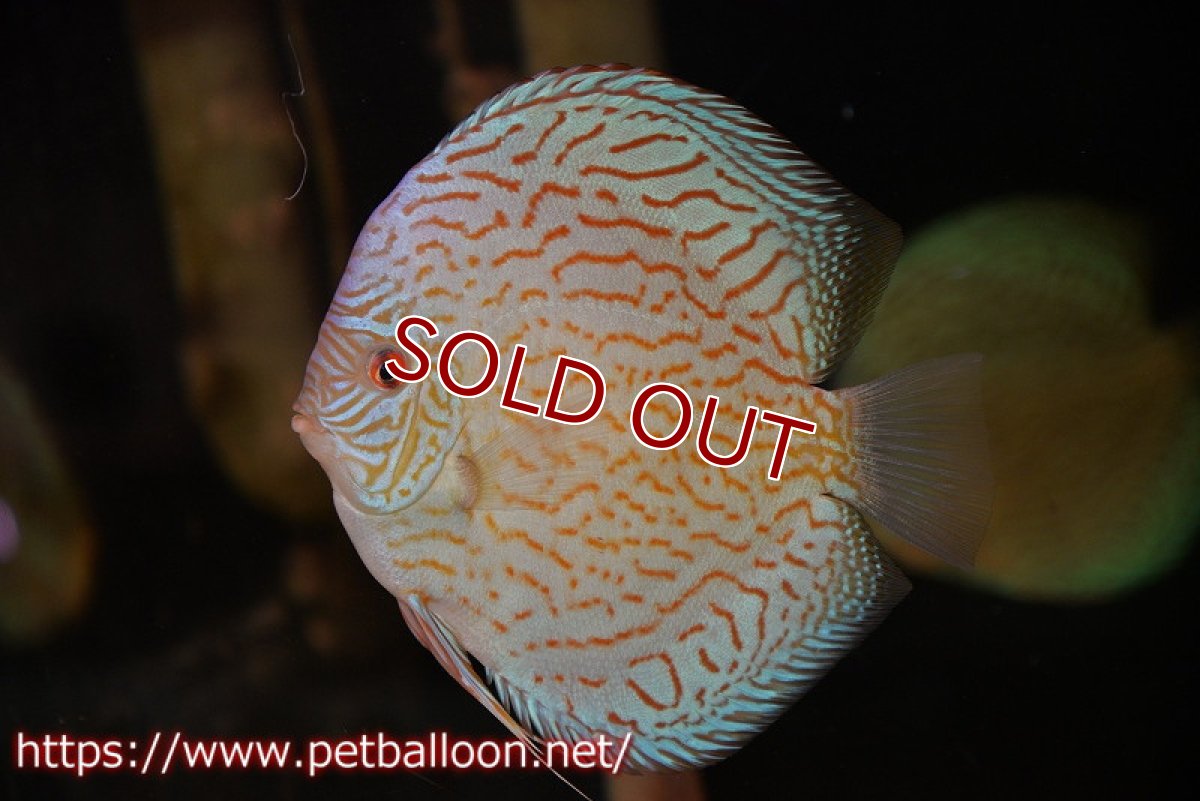 画像2: 【ディスカス】【通販】ジャイアントロイヤルブリリアント（ハイフォーム）【個体販売】17-18cm（生体）マレーシア　NAディスカスファーム (2)