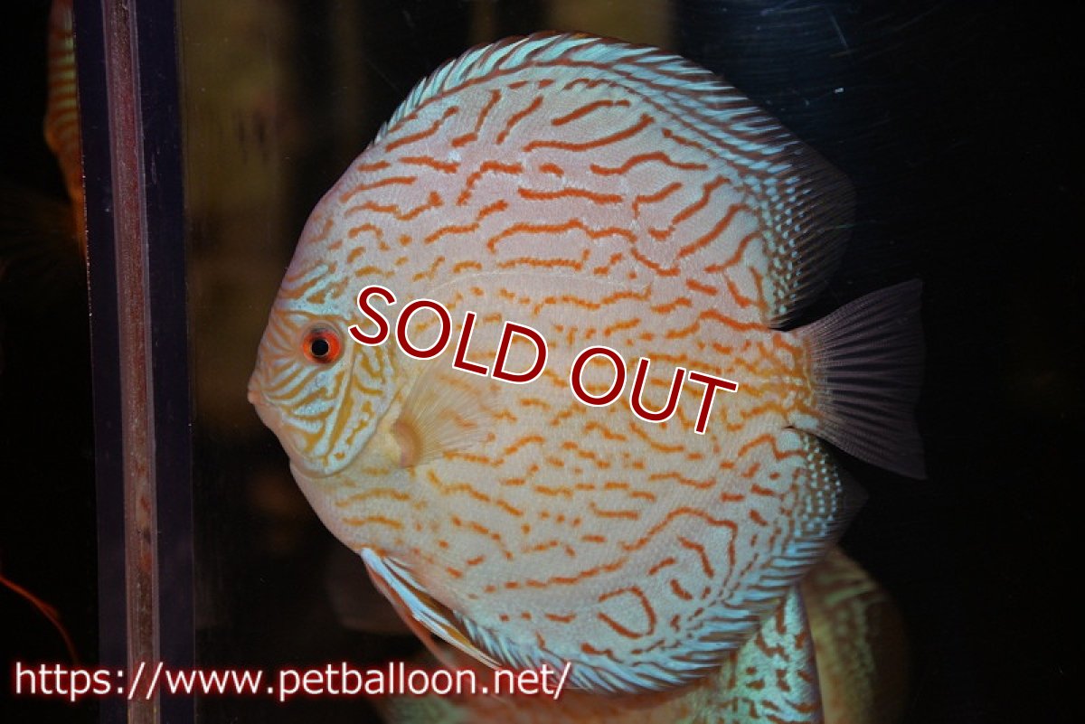 画像3: 【ディスカス】【通販】ジャイアントロイヤルブリリアント（ハイフォーム）【個体販売】17-18cm（生体）マレーシア　NAディスカスファーム (3)