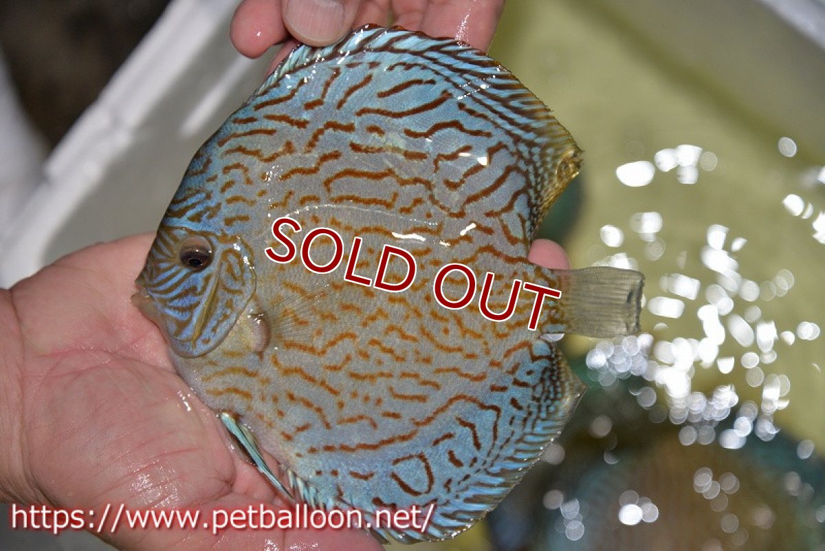 画像4: 【ディスカス】【通販】ジャイアントロイヤルブリリアント（ハイフォーム）【個体販売】17-18cm（生体）マレーシア　NAディスカスファーム (4)