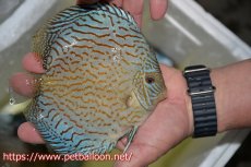 画像5: 【ディスカス】【通販】ジャイアントロイヤルブリリアント（ハイフォーム）【個体販売】17-18cm（生体）マレーシア　NAディスカスファーム (5)