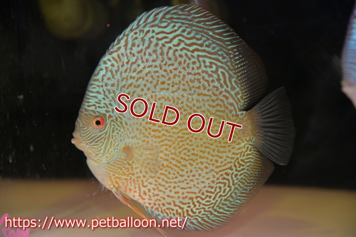 画像2: 【ディスカス】【通販】ジャイアントブルースコーピオン（ハイフォーム）【個体販売】17-18cm（生体）マレーシア　NAディスカスファーム (2)