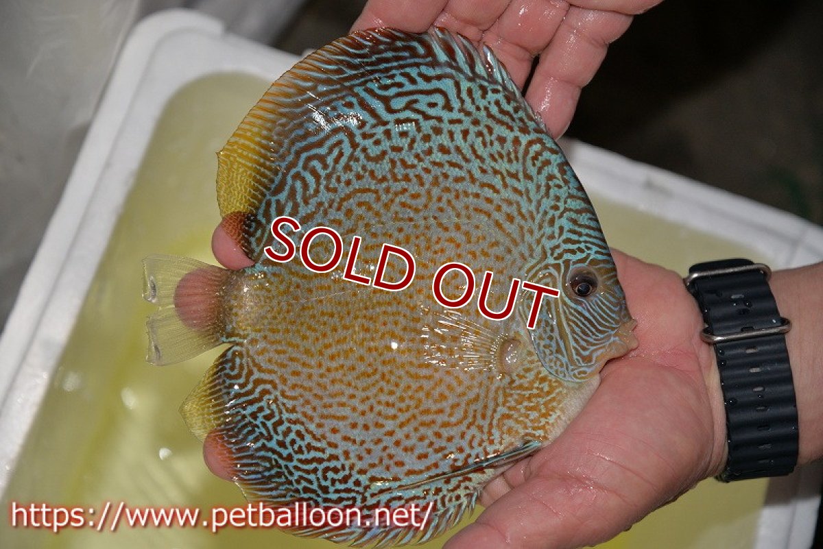 画像4: 【ディスカス】【通販】ジャイアントブルースコーピオン（ハイフォーム）【個体販売】17-18cm（生体）マレーシア　NAディスカスファーム (4)