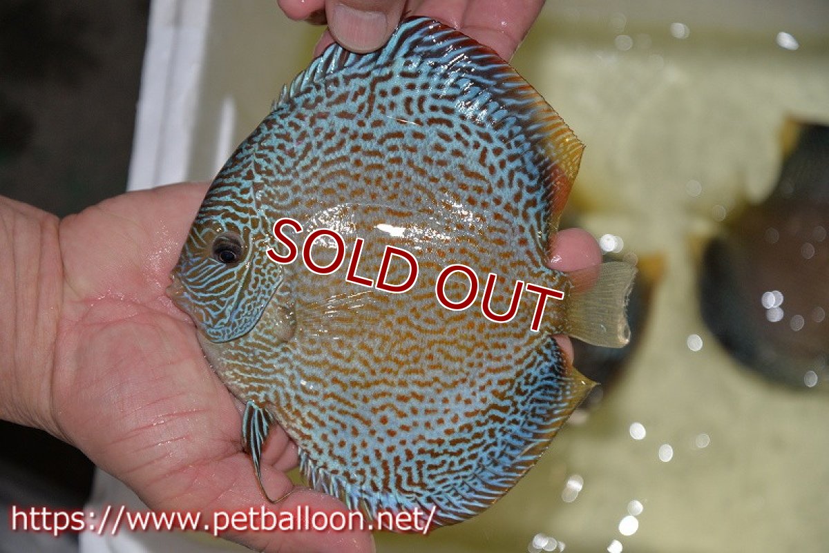 画像2: 【ディスカス】【通販】ジャイアントブルースコーピオン（ハイフォーム）【個体販売】17-18cm（生体）マレーシア　NAディスカスファーム (2)