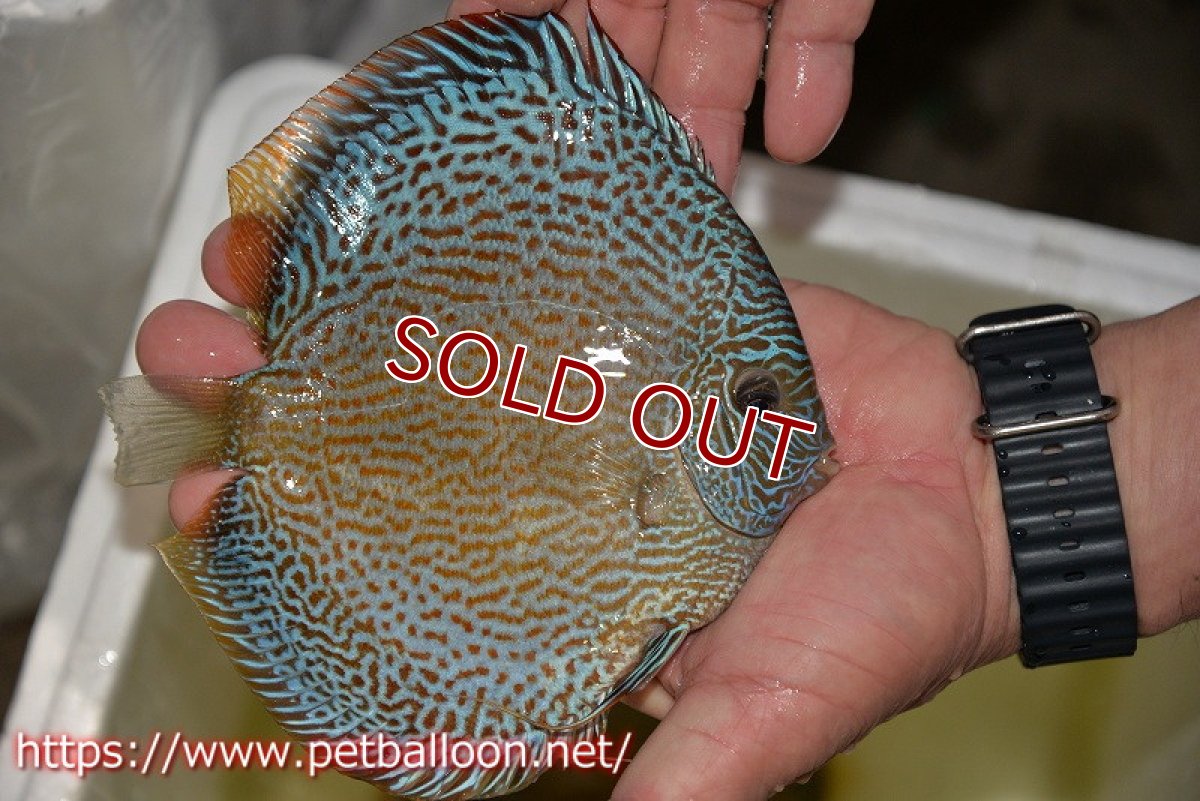 画像3: 【ディスカス】【通販】ジャイアントブルースコーピオン（ハイフォーム）【個体販売】17-18cm（生体）マレーシア　NAディスカスファーム (3)